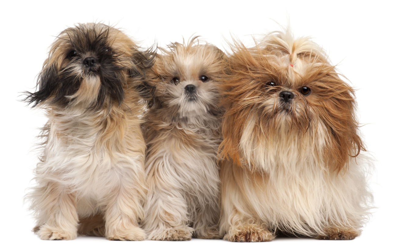 Read more about the article Shih Tzu Puppies – The Ultimate Guide