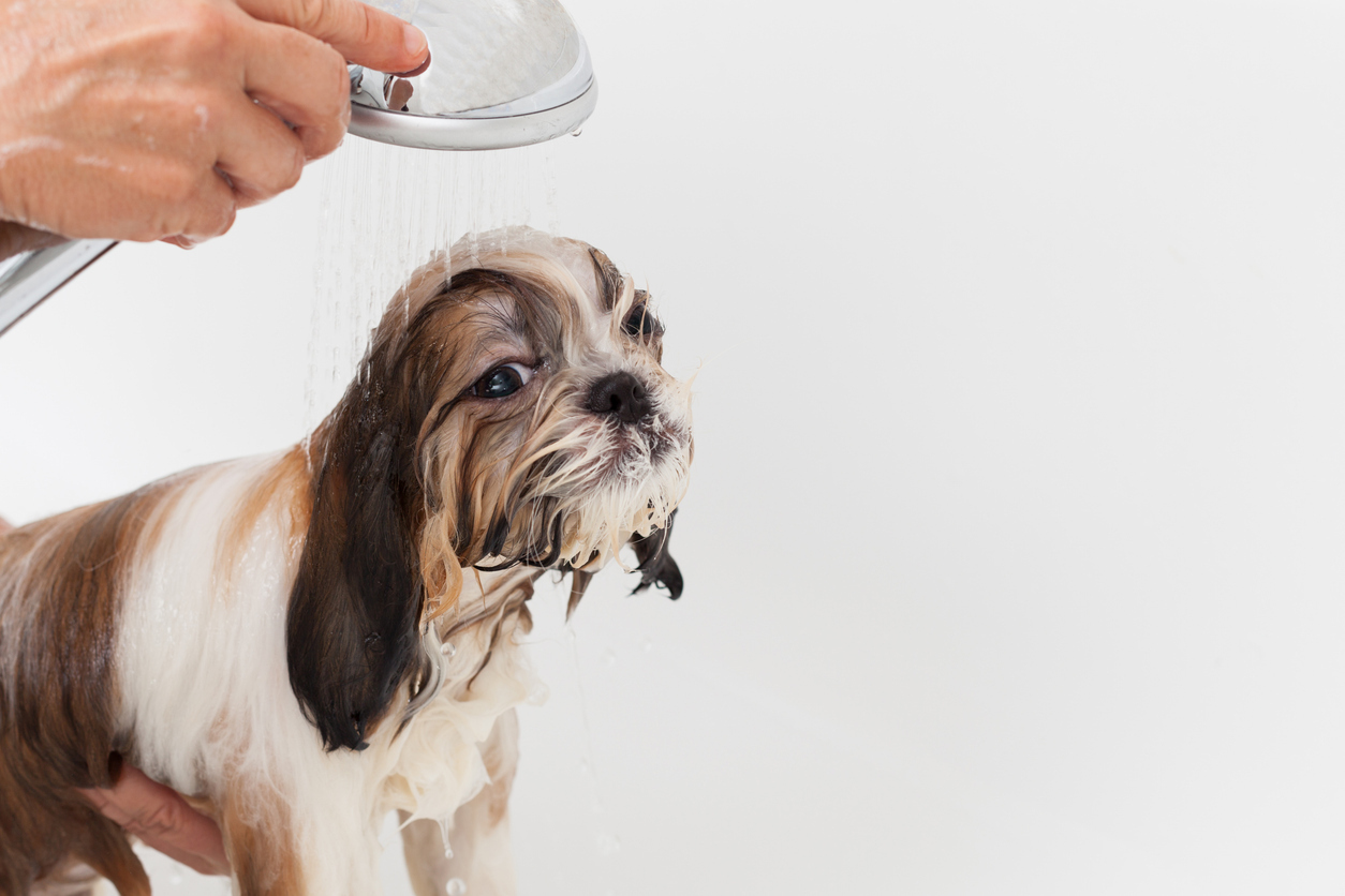 Read more about the article How Often Should You Bathe A Shih Tzu?