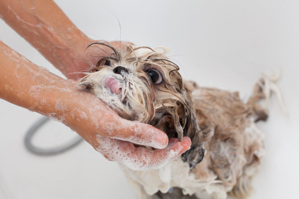 how to bath a shih tzu