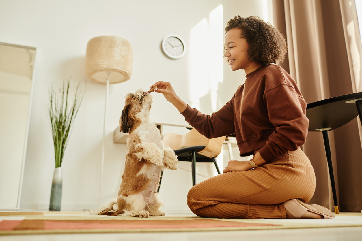 Read more about the article How To Train Your Shih Tzu