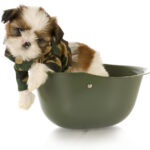 Potty Training a Shih Tzu
