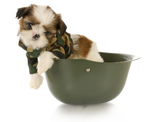 Read more about the article Potty Training a Shih Tzu