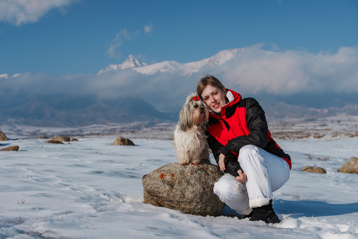 You are currently viewing Shih Tzu Heat Cycle Guide for Dog Owners