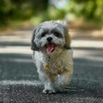 Shih Tzu Exercise: How to Keep Your Dog Active