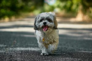 Read more about the article Shih Tzu Exercise: How to Keep Your Dog Active