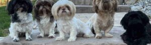 Read more about the article Calta’s Cute Shih Tzus: Who They Are and What They Do