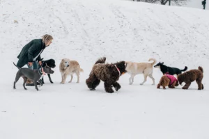 Read more about the article Shih Tzu Training Toronto: 5 Local Centers Dog Parents Trust