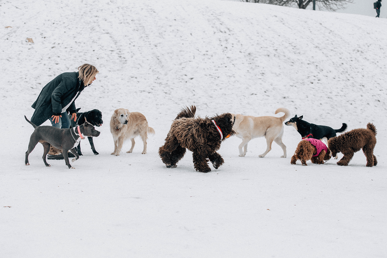 Read more about the article Shih Tzu Training Toronto: 5 Local Centers Dog Parents Trust