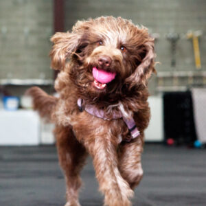 Read more about the article Shih Tzu Training Seattle: 5 Local Experts Pet Parents Rely On
