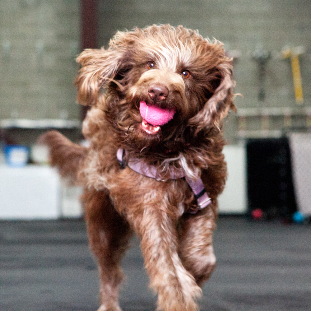 Read more about the article Shih Tzu Training Seattle: 5 Local Experts Pet Parents Rely On