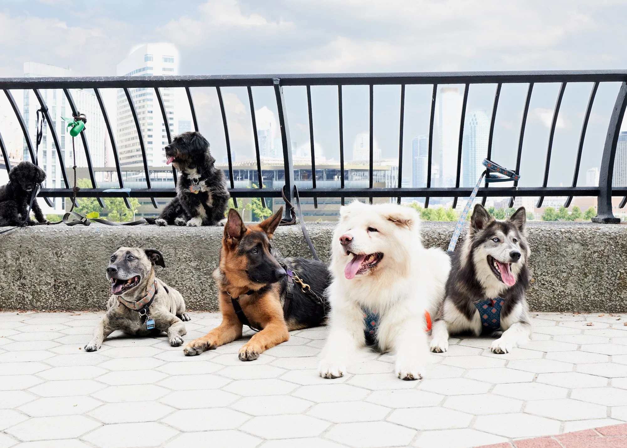 Read more about the article Top 10 Shih Tzu Training Centers in NYC