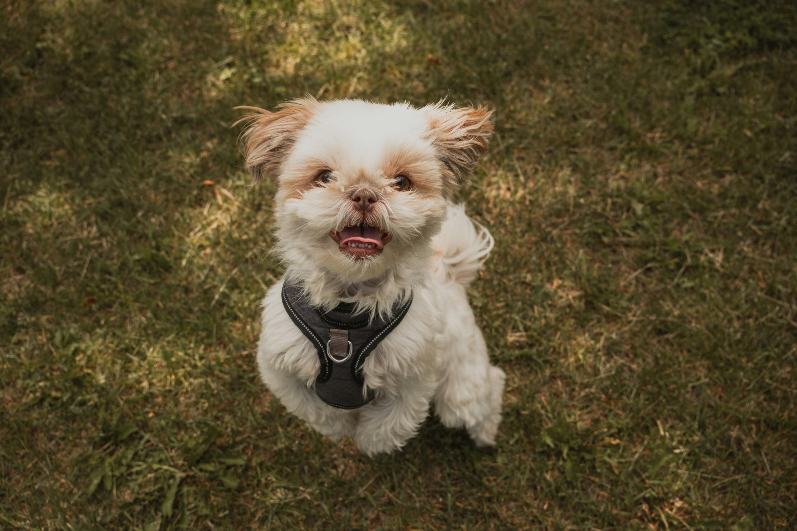 Read more about the article Boy or Girl Shih Tzu: Which Is Better for Your Family?