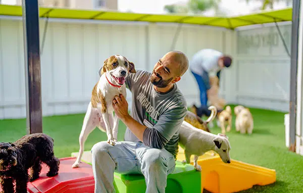 Read more about the article Top 5 Dog Boarding San Diego
