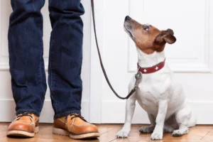 Read more about the article Top 5 Dog Training Sacramento