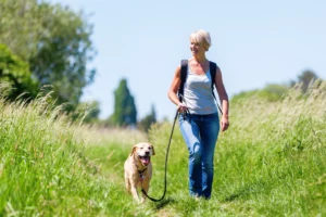 Read more about the article Shih Tzu Training in Atlanta: 5 Local Centers Owners Rely On