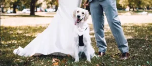 Read more about the article Top 5 Dog Boarding NYC