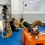 Top 5 Dog Boarding Detroit