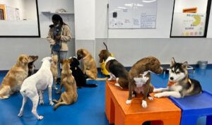 Read more about the article Top 5 Dog Boarding Detroit