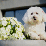 Top Dog Boarding Montreal
