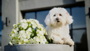 Read more about the article Top Dog Boarding Montreal