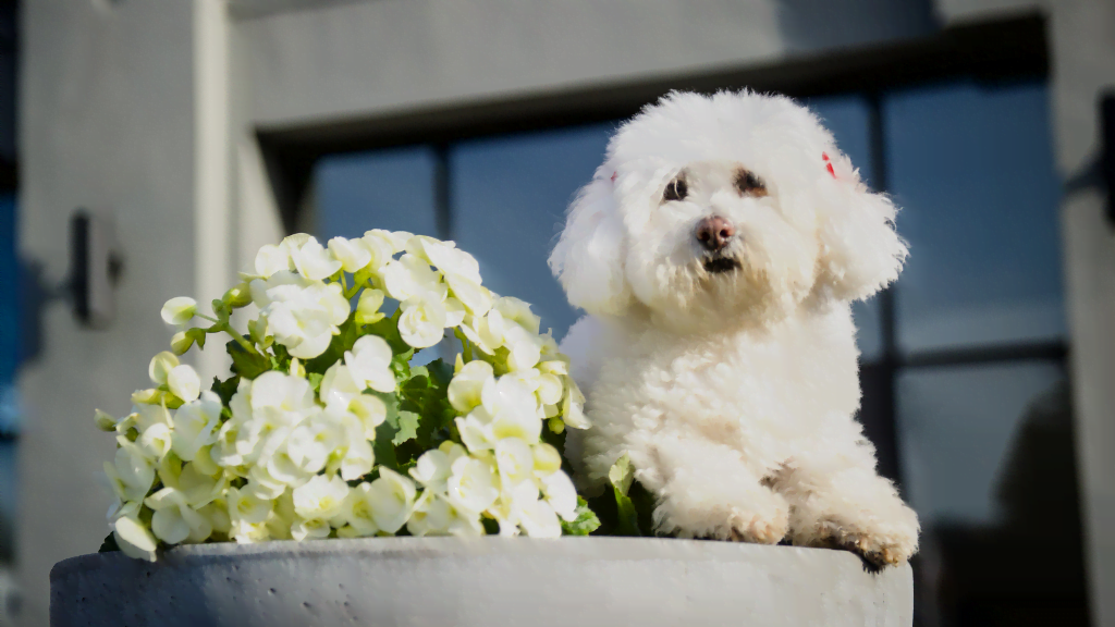 Read more about the article Top Dog Boarding Montreal