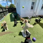 Top 5 Dog Training Orlando
