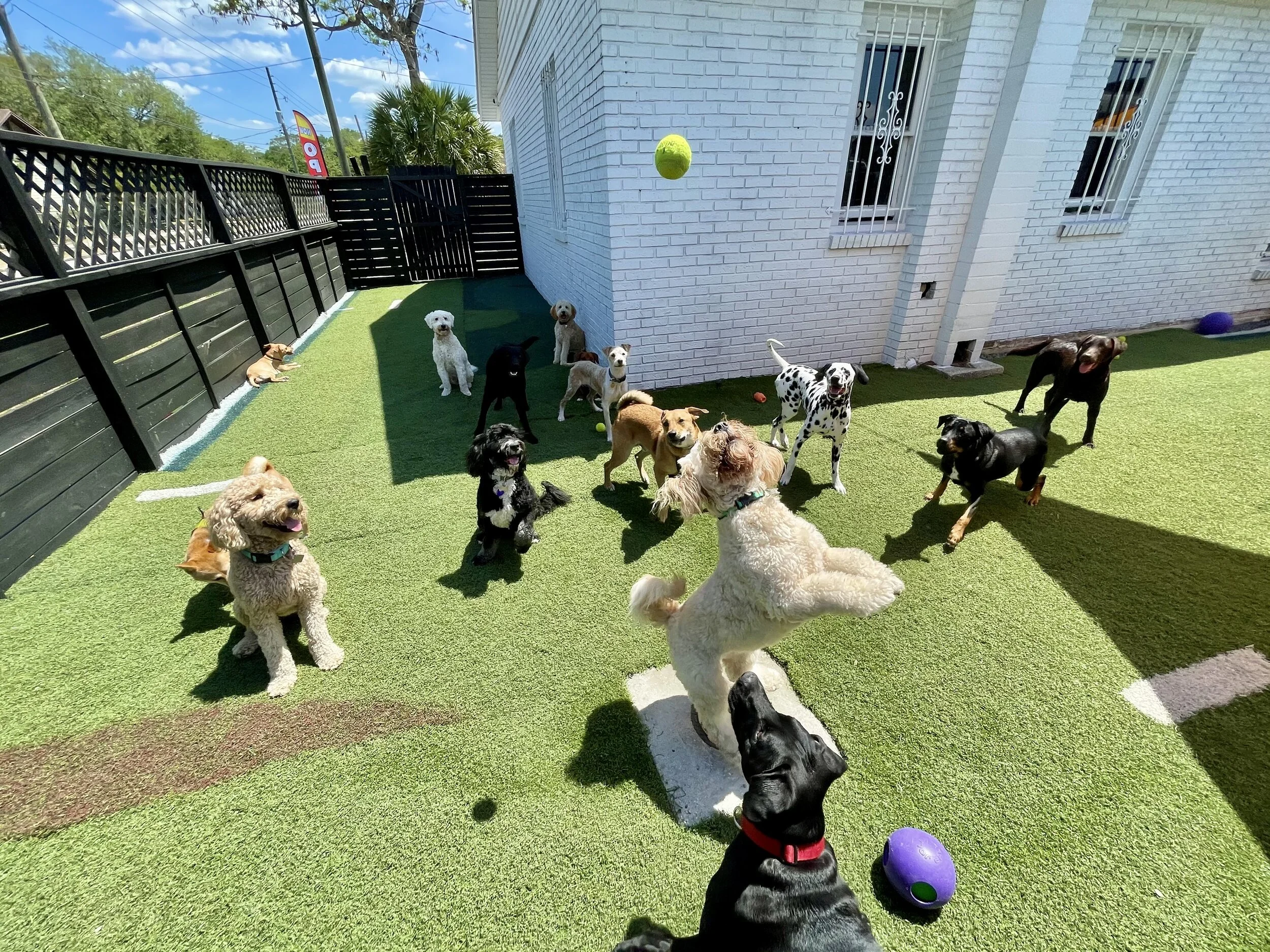 Read more about the article Top 5 Dog Training Orlando