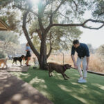 Top Dog Boarding Sydney