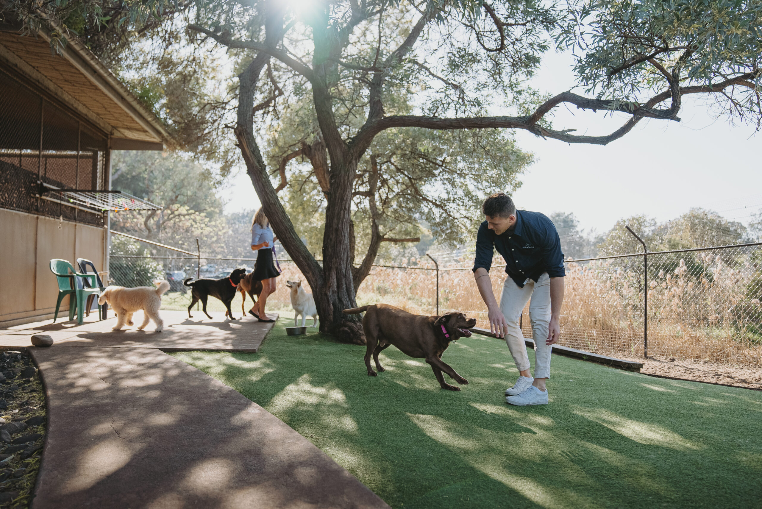 Read more about the article Top Dog Boarding Sydney