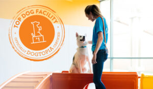 Read more about the article Top Dog Boarding Mississauga