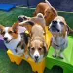 Top 5 Dog Boarding Milwaukee
