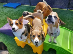 Read more about the article Top 5 Dog Boarding Milwaukee