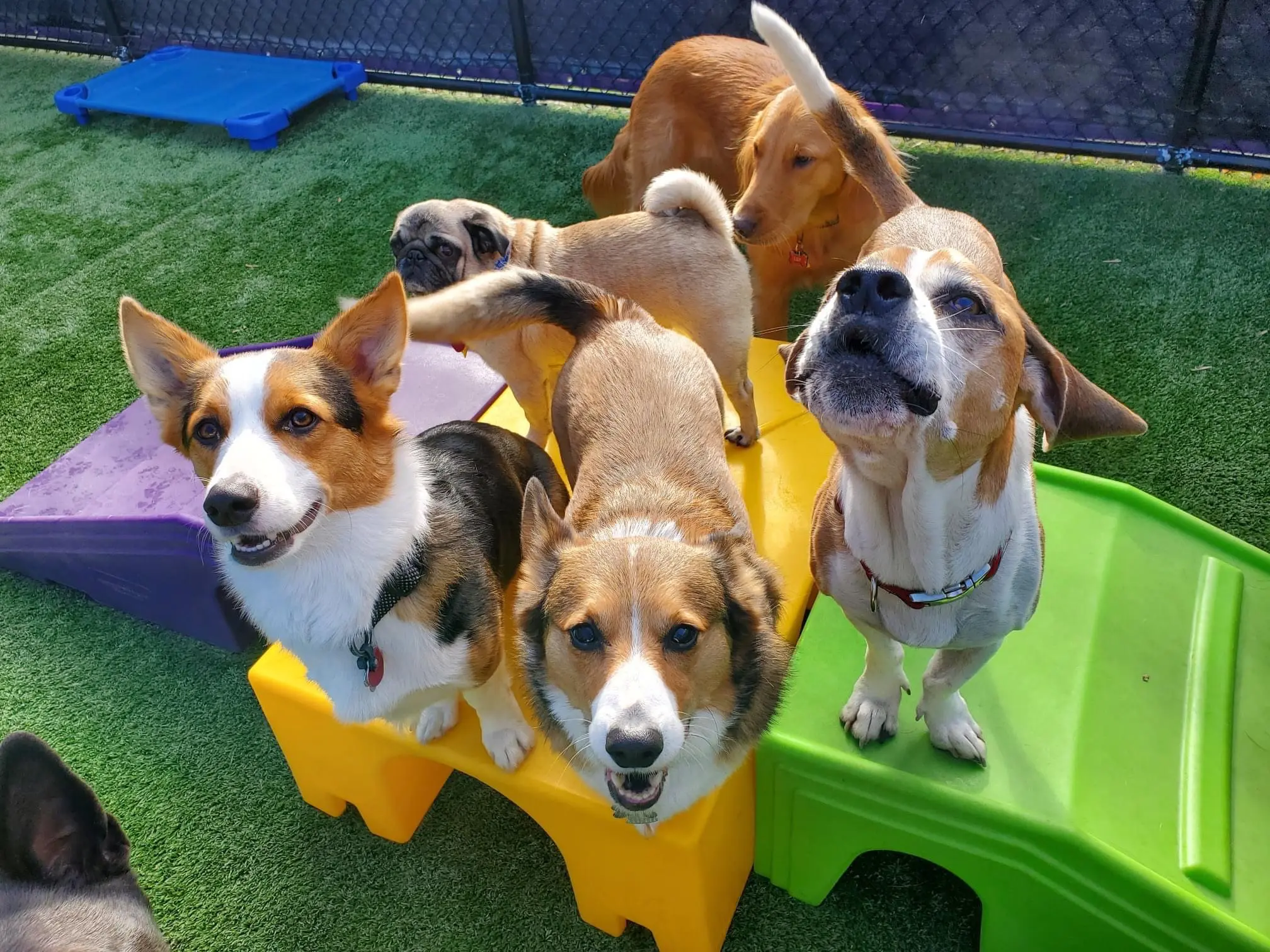 Read more about the article Top 5 Dog Boarding Milwaukee