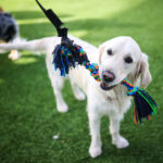 Top 5 Dog Boarding Oklahoma City