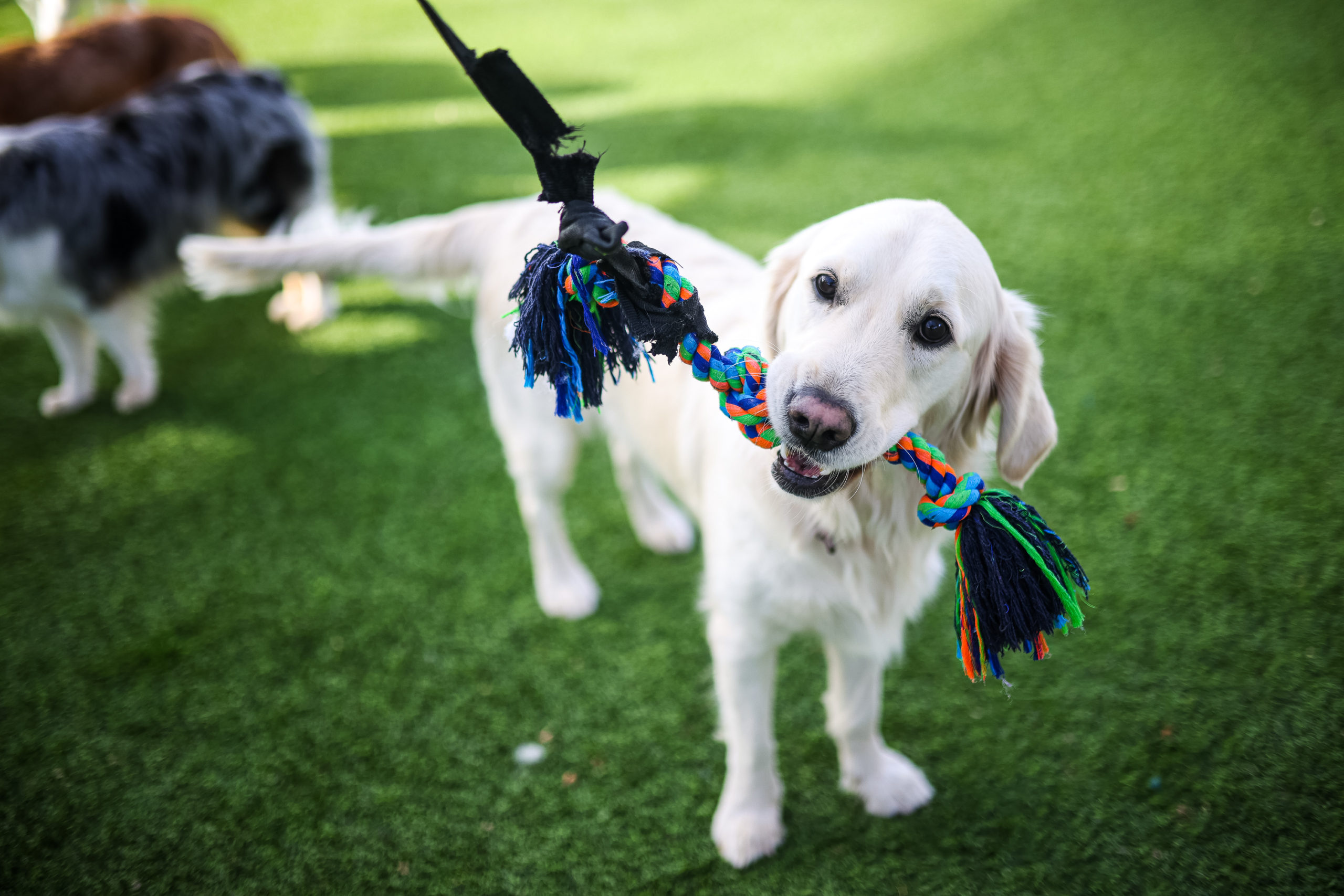 You are currently viewing Top 5 Dog Boarding Oklahoma City