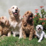 Top Dog Boarding Melbourne