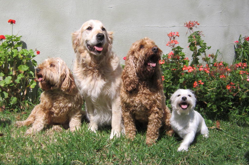 You are currently viewing Top Dog Boarding Melbourne