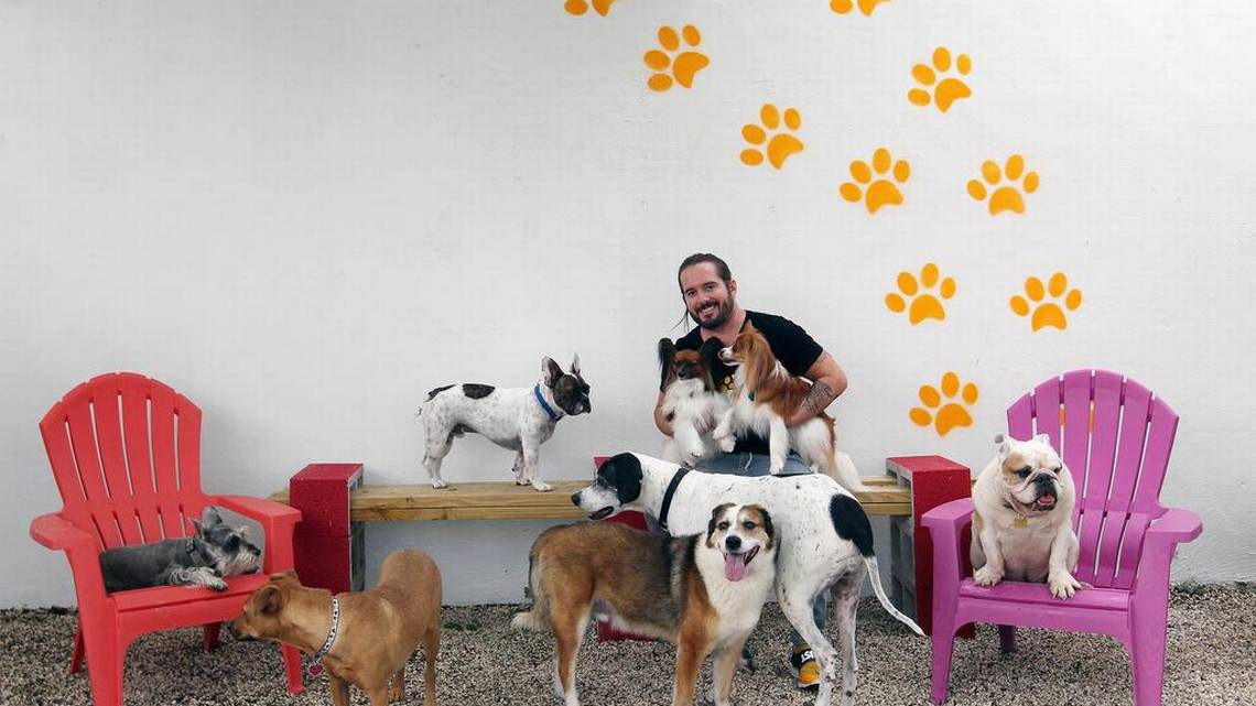 You are currently viewing Top 5 Dog Boarding Miami