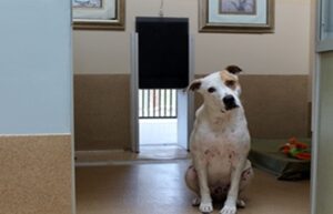 Read more about the article Top 5 Dog Boarding Phoenix