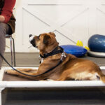 Top 5 Dog Boarding Chicago