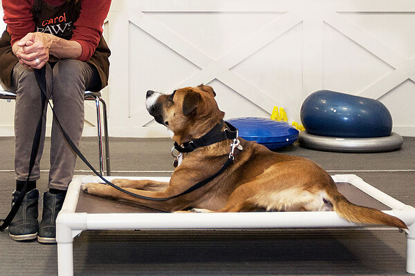 Read more about the article Top 5 Dog Boarding Chicago