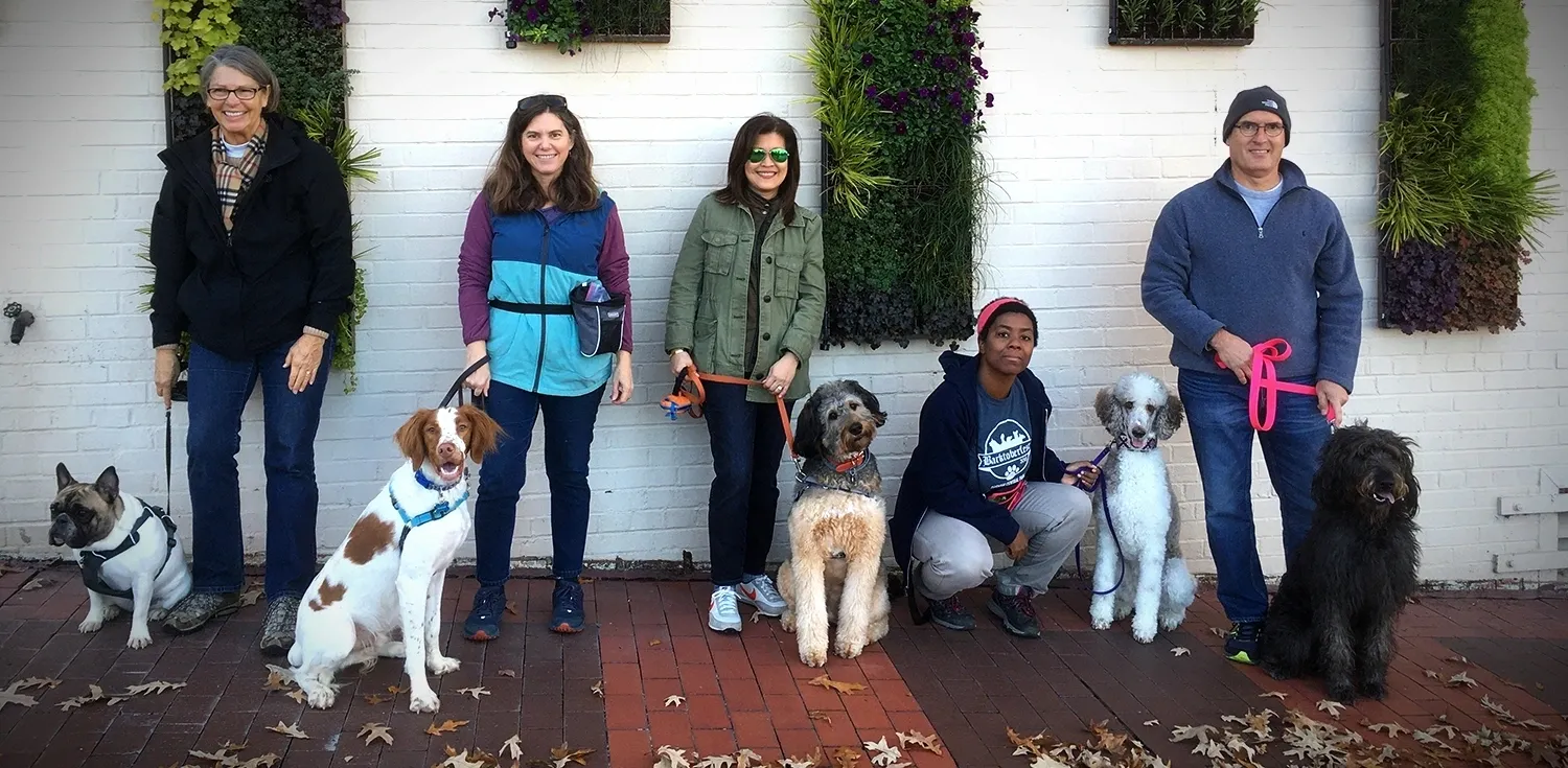 Read more about the article Top 5 Dog Training Honolulu